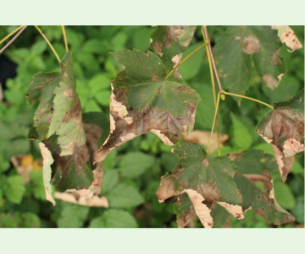 Huba Patrakia echinata