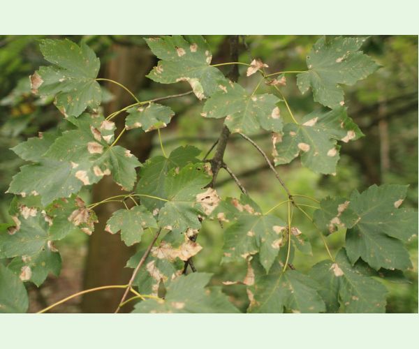 Huba Patrakia echinata