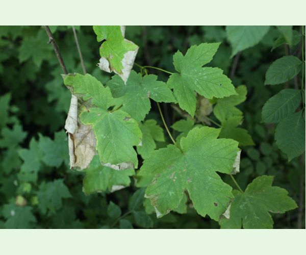 Huba Patrakia echinata