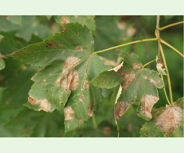 Huba Patrakia echinata