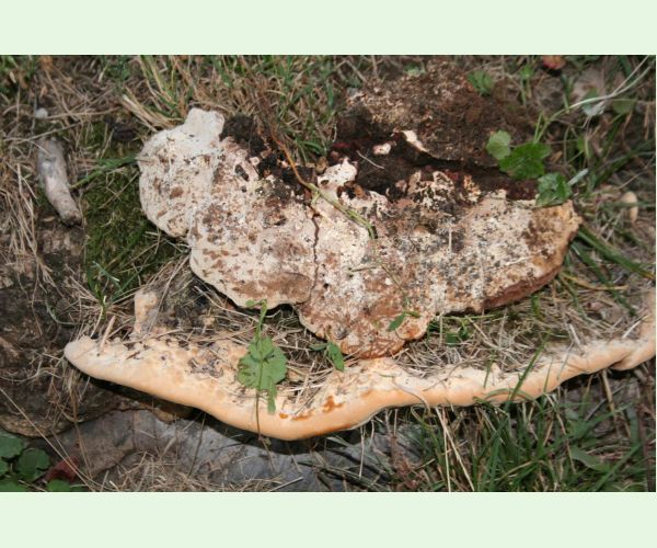 Pórovník jaseňový