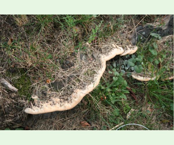 Pórovník jaseňový