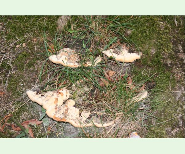 Pórovník jaseňový