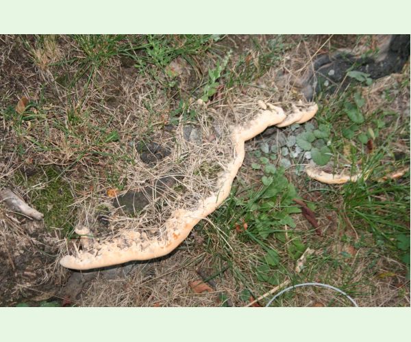 Pórovník jaseňový