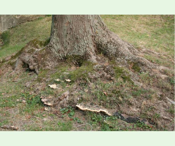 Pórovník jaseňový