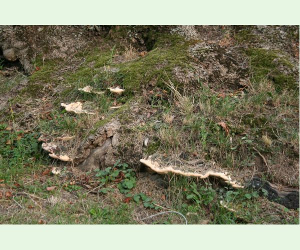 Pórovník jaseňový