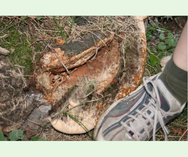 Pórovník jaseňový