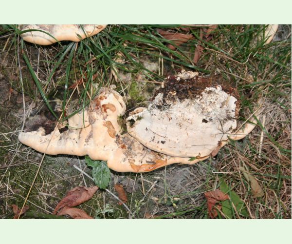 Pórovník jaseňový