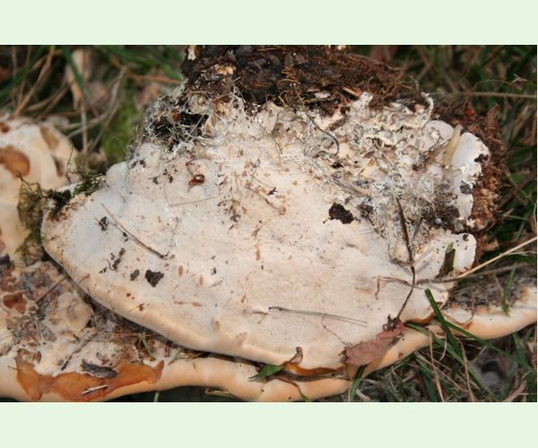 Pórovník jaseňový