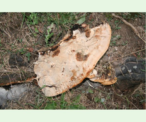 Pórovník jaseňový