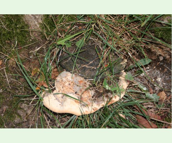 Pórovník jaseňový