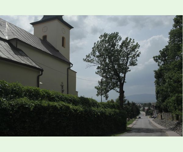 Pórovník jaseňový