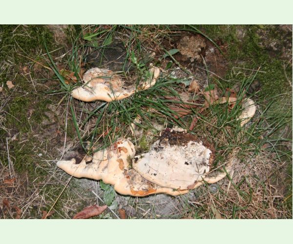 Pórovník jaseňový