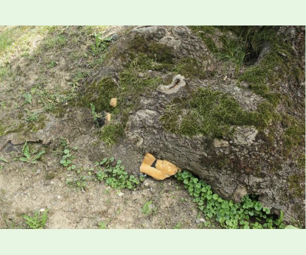 Pórovník jaseňový