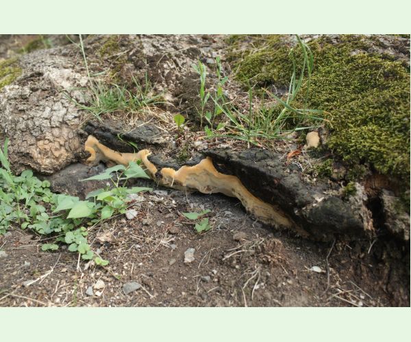 Pórovník jaseňový