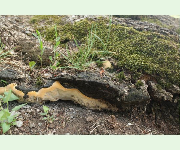 Pórovník jaseňový