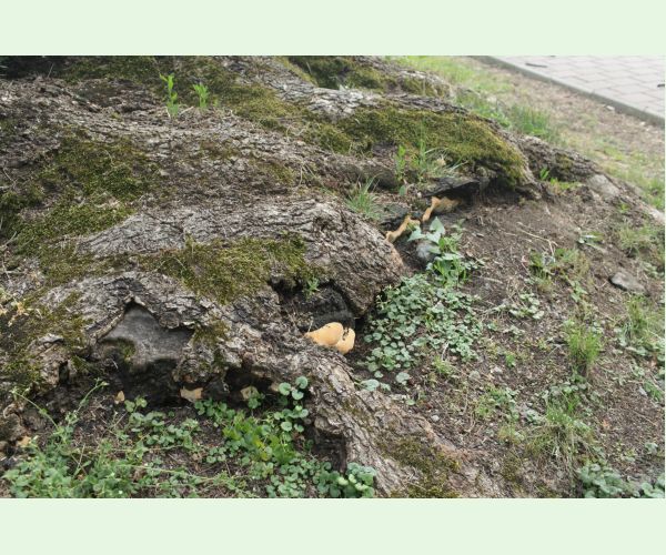 Pórovník jaseňový