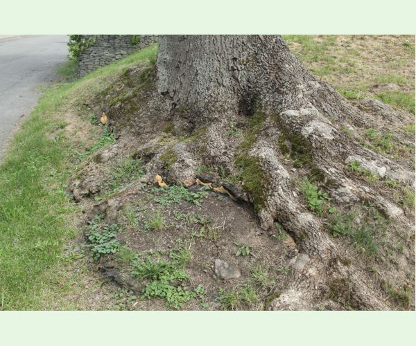 Pórovník jaseňový