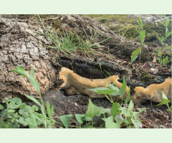 Pórovník jaseňový