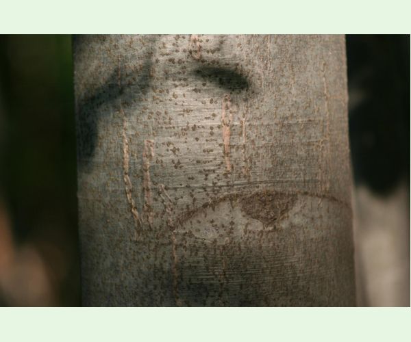 Drobník Ectoedemia liebwerdella