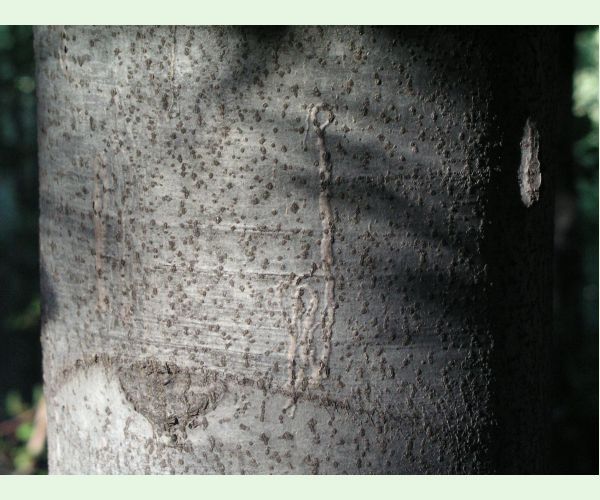 Drobník Ectoedemia liebwerdella