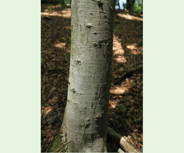 Drobník Ectoedemia liebwerdella