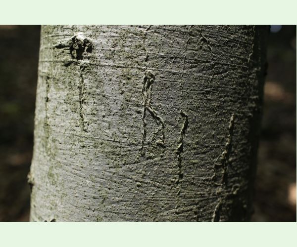 Drobník Ectoedemia liebwerdella