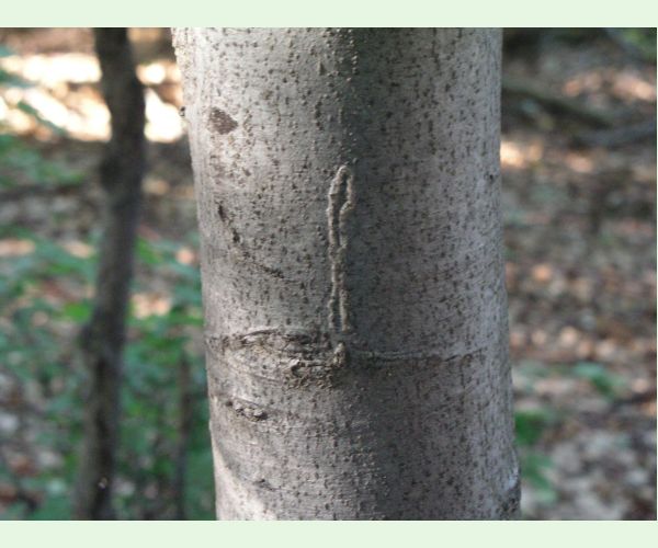 Drobník Ectoedemia liebwerdella