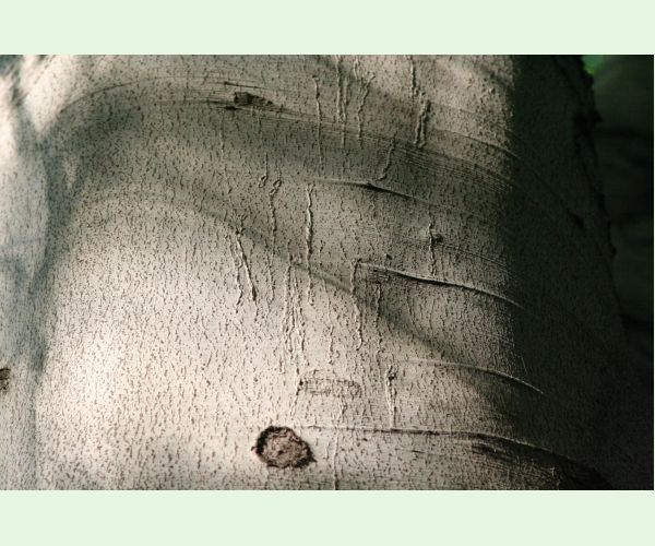 Drobník Ectoedemia liebwerdella