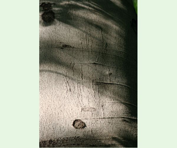 Drobník Ectoedemia liebwerdella