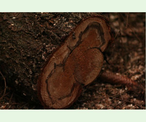 Koreňovka vrstevnatá