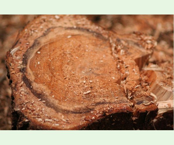 Koreňovka vrstevnatá