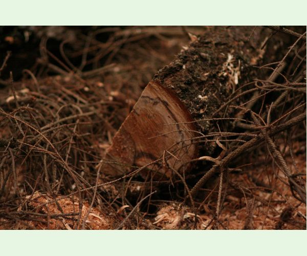 Koreňovka vrstevnatá