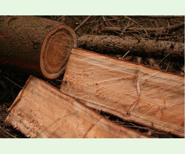 Koreňovka vrstevnatá