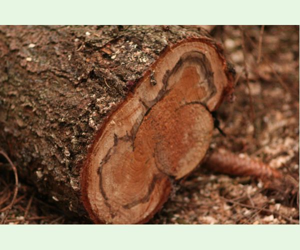 Koreňovka vrstevnatá