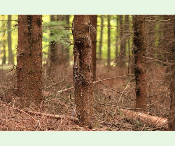 Koreňovka vrstevnatá