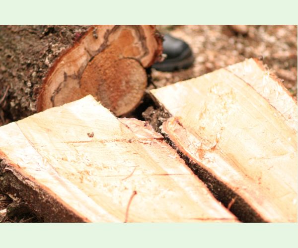 Koreňovka vrstevnatá