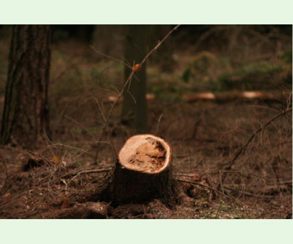 Koreňovka vrstevnatá