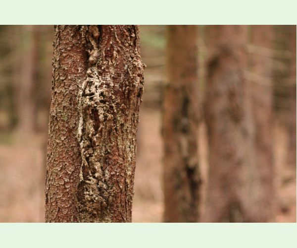 Koreňovka vrstevnatá