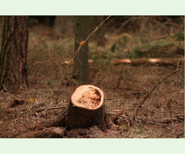 Koreňovka vrstevnatá