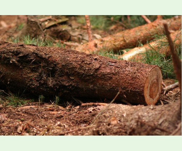 Koreňovka vrstevnatá