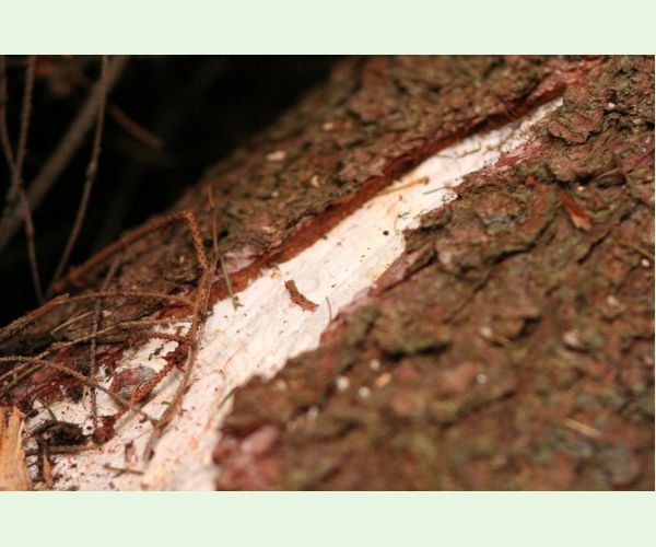 Koreňovka vrstevnatá