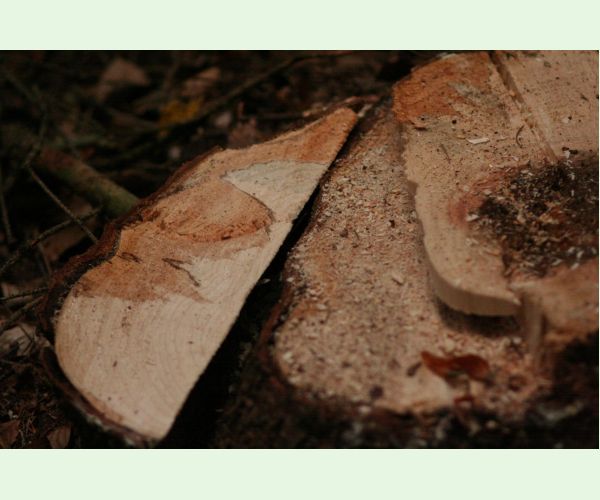 Koreňovka vrstevnatá