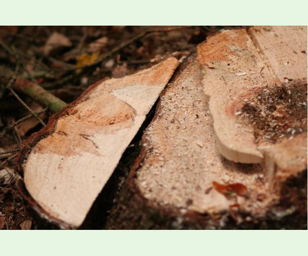 Koreňovka vrstevnatá