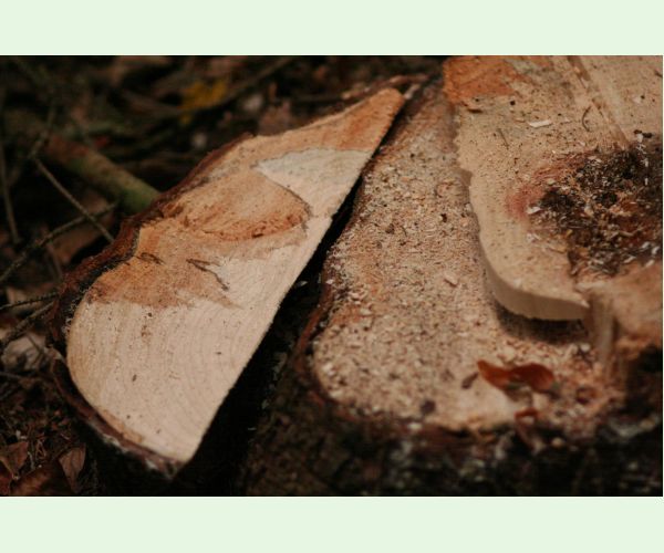 Koreňovka vrstevnatá