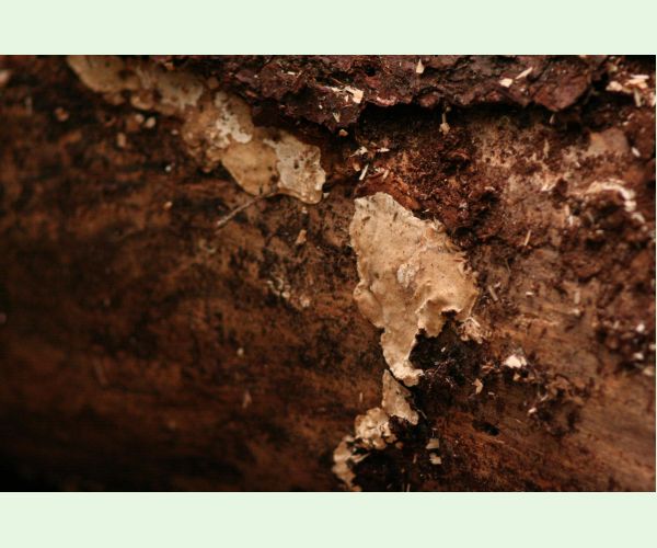 Koreňovka vrstevnatá