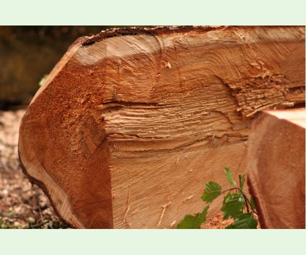 Koreňovka vrstevnatá