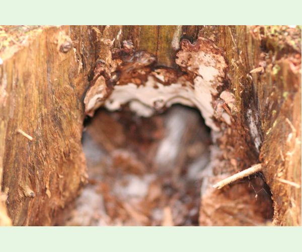 Koreňovka vrstevnatá