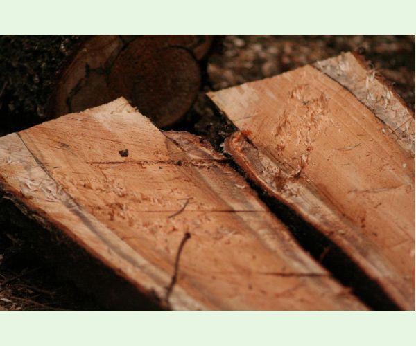 Koreňovka vrstevnatá