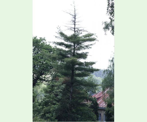 Mechúrnatka vejmutovková